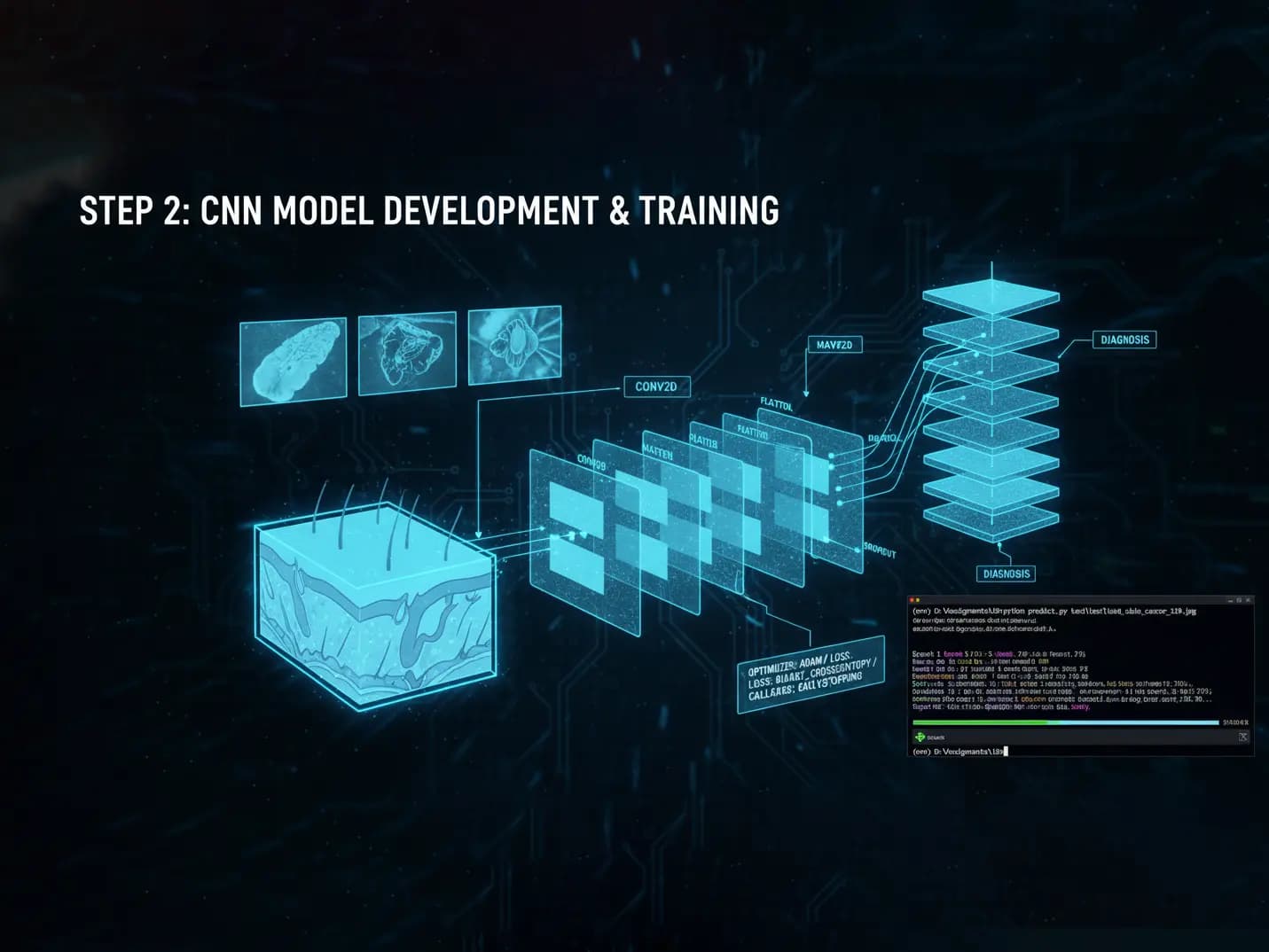 CNN Model Development & Training